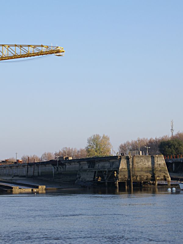 grue jaune